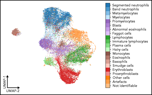 UMAP embedding of extracted features. UMAP embedding of the test set using the algorithm of McInnes et al.43 The flattened final convolutional layer of the ResNeXt-50 network containing 2048 features is embedded into 2 dimensions. Each point represents an individual single-cell patch and is colored according to its ground-truth annotation. All annotated classes are separated well in feature space. Cell types belonging to consecutive development steps tend to be mapped to neighboring positions, reflecting the continuous transition between the corresponding classes.