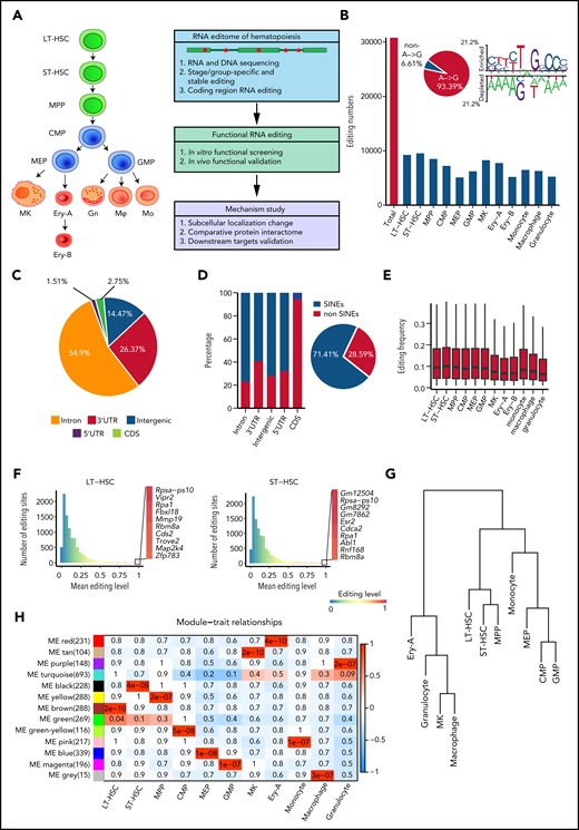 RNA editome during hematopoiesis. (A) Schematic of the experimental procedure. Briefly, we outlined the RNA editome during hematopoiesis, identified numerous editing events involved in regulating hematopoietic stem and progenitor cells, and explored the underlying mechanisms. (B) The number of editing sites in each population. The A-to-G nucleotide substitution, indicating A-to-I editing, is disproportionately enriched (pie chart) and RNA editing motif. (C) The distribution of editing sites across different genomic elements. (D) The proportion of editing sites within and outside SINEs across different genomic elements; pie chart shows the proportion of editing sites within and outside SINEs. (E) The distribution of RNA editing frequency within each hematopoietic population. (F) The distribution of RNA editing frequency within LT-HSCs (left) and ST-HSCs (right). The color (from blue to red) indicates the editing frequency (from 0 to 1). (G) A dendrogram of hierarchical clustering of editing sites within each population. (H) A co-editing network analysis of 3132 sites detected 13 regulatory modules. The heat map shows the correspondence between cell types and editing modules, which is color-coded as the correlation coefficient (–1 to 1). The tiles are labeled with the P value. Gn, granulocytes; Mφ, macrophages; Mo, monocytes.