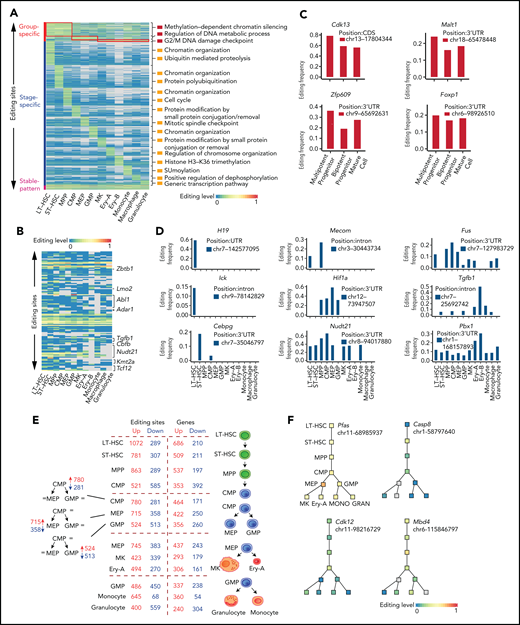 Functional relevance of RNA editing in hematopoiesis. (A) A heat map of the editing frequency from 9186 sites that are specially edited in a single population or group or stably edited across 12 populations. The color (from blue to red) indicates the editing frequency (from 0 to 1) for a given site (row) in a population (column) (G2/M indicates cell cycle G2 phase to M phase; SUMOylation indicates that Small Ubiquitin-like Modifier (or SUMO) proteins covalently attached to and detached from other proteins in cells to modify their function). Gray indicates a nondetected editing site. The top 1/2 enriched GO terms are displayed on the right of a given population. (B) A heat map of the RNA editing events within HPC differentiation-related genes. The color (from blue to red) indicates the editing frequency (from 0 to 1) for a given site (row) in a population (column). Gray indicates a missing editing value. (C) Representative examples of group-specific RNA editing sites within hematopoiesis related genes. (D) Representative examples of stage-specific RNA editing sites within hematopoiesis related genes. (E) A summary of the number of editing sites and genes changing at each lineage commitment point. (F) Representative examples of specific editing events within the hematopoietic hierarchy. chr, chromosome; GRAN, granulocyte; MONO, monocyte.