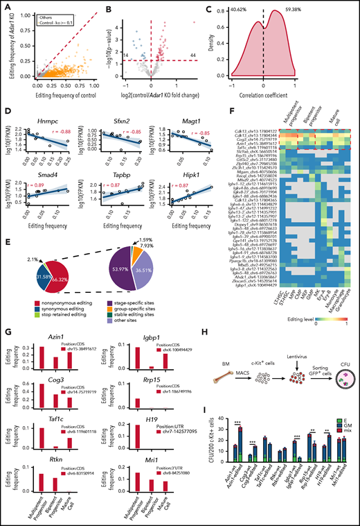 Functional implications of specific RNA editing. (A) Scatter plot showing the frequency of editing sites within 3' UTRs between control and Adar1 knockout (KO) in c-Kit+ cells. (B) A volcano plot showing that expression of selected genes with 3' UTR editing frequencies in control group were greater than that in Adar1 KO group by at least 0.1. Genes with significantly increased or decreased expression in the control group compared with the Adar1 KO group are indicated with red and blue dots, respectively. P < .05 indicates a statistically significant difference. (C) Spearman correlation coefficients between the frequencies of stage-specific editing events within 3' UTRs and mRNA expression levels. (D) Representative examples of the Spearman correlation analysis between the frequencies of editing sites within 3' UTRs and mRNA expression levels. (E) The proportion of the nonsynonymous shift in coding region affected by editing sites (left) and the proportion of types of RNA editing events that cause nonsynonymous shifts in the CDS region. (F) A heat map showing group-specific/stage-specific editing events that cause nonsynonymous shift in the CDS region. (G) The editing frequency of 8 candidate genes among 3 hematopoietic groups. (H) The CFU experimental procedure. Lentivirus containing individual candidate genes expressing the WT transcript or the corresponding edited transcript was transduced into c-Kit+ cells. The transduced c-Kit+ BM cells were then sorted for CFU assays. (I) Colony formation of c-Kit+ BM cells after transduction with the indicated lentivirus expressing the WT or edited gene (referring to Figurepanel G). The number of colonies in the different groups were counted after 7 days of incubation, including E (BFU-E), GM (CFU-GM, CFU-G, CFU-M), and mix (CFU-GEMM) (n = 6 per group, 2 independent experiments, Error bars represent SD). **P < .01; ***P < .001.
