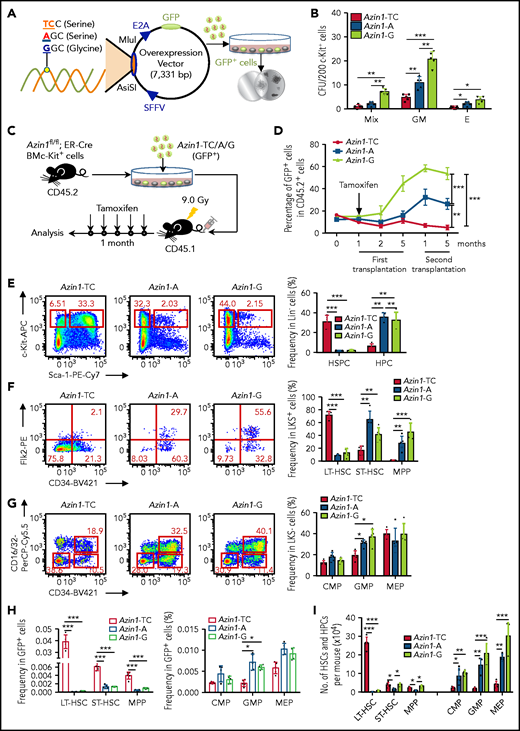 RNA editing of Azin1 sustains the differentiation of HSCs. (A) A schematic of the experimental procedure. Briefly, c-Kit+ cells were transduced with a GFP-tagged WT (A), non-edited (TC) or edited Azin1 (G) overexpression lentivirus. The GFP+ cells were sorted for CFU assay 48 hours after transduction (SFFV and E2A, promoters; AsiSI and MIul, restriction sites). (B) Colony formation of c-Kit+ BM cells after transduction with the indicated lentivirus, The number of colonies in the different groups were counted after 7 days of incubation, including Mix, GM, and E (n = 5 per group, 2 independent experiments; Error bars represent SD). (C) Schematic of the transplantation experimental procedure. Briefly, the c-Kit+ cells were sorted from the BM of Azin1fl/fl;ER-Cre mice (CD45.2+) and transduced with the 3 different overexpression lentivirus vectors. The infection efficiency was assessed by flow cytometry 48 hours after transduction, and 5 × 105 infected c-Kit+ cells were injected into lethally irradiated (9.0 Gy) recipient mice (CD45.1+). One month after transplantation, the recipient mice were treated with tamoxifen (1 mg for 5 days) to induce deletion of endogenous Azin1. Then, the reconstitution of donor cells in the peripheral blood was monitored for another 4 months. (D) The relative percentage of GFP+ cells in CD45.2+ cells in the peripheral blood of recipient mice after first and secondary transplantation (n = 6-8 per group; 3 independent experiments; Error bars represent SEM from 3 replicates). (E-G) Flow cytometry analysis of BM cells from recipient mice 5 months after first transplantation. Flow plots and histograms display the frequencies of HSPCs and HPCs in lineage– cells (E), stem cell subpopulations (LT-HSC, ST-HSC, and MPP cells) in LSK+ cells (F), and progenitor subpopulations (CMP, GMP, and MEP) in LSK– cells (G) (n = 5-6 per group; 2 independent experiments; Error bars represent SD). (H) The frequencies of stem and progenitor cells in GFP+ cells of recipient mice, 5 months after first transplantation (n = 5-6 per group; 2 independent experiments; Error bars represent SD). (I) Stem and progenitor BM cell counts, 5 months after first transplantation (n = 5-6 per group; 2 independent experiments; Error bars represent SD). *P < .05; **P < .01; ***P < .001.