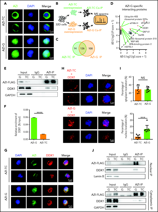 Edited AZI has a high binding affinity with DDX1 in the nucleus. (A) Immunofluorescence of FLAG-tagged AZI-TC or AZI-G proteins in 32D cells. Nonedited AZI protein (AZI-TC) was accumulated in the cytoplasm, whereas edited AZI protein (AZI-G) was predominantly localized in the nucleus. (B) Schematic of experimental procedure. Briefly, 32D cells were transduced with nonedited (AZI-TC) or edited (AZI-G) overexpression lentivirus vectors. The transduced cells were then sorted for IP and mass spectrometry (MS). (C) IP of AZI from 32D cells transduced with nonedited (AZI-TC) or edited (AZI-G) lentivirus vectors. (D) The differential AZI interacting proteins identified by mass spectrometry in 32D cells transduced with the nonedited (AZI-TC) or edited (AZI-G) constructs. (E) Western blot analysis of AZI-FLAG co-immunoprecipitated (Co-IP). (F) The relative enrichment of DDX1 (referring to Figurepanel E) normalized to IP efficiency. (G) Proximity of AZI and DDX1, determined by immunofluorescence. (H) Proximity of AZI and DDX1, determined by proximity ligation assay. (I) The ratio of cytoplasmic and nuclear subcellular localization of AZI (edited and nonedited) with DDX1. (J) The binding affinities between AZI (edited and nonedited) and DDX1 in the nucleus and cytoplasm, as determined by western blot analysis after AZI-FLAG IP. ***P < .001; ****P < .0001; Error bars represent SD. DAPI, 4′,6-diamidino-2-phenylindole; GAPDH, glyceraldehyde-3-phosphate dehydrogenase; NS, not significant.