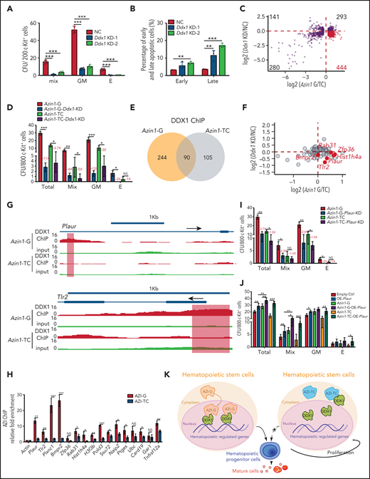 Edited Azin1 cooperates with Ddx1 to regulate hematopoiesis. (A) Colony formation of c-Kit+ BM cells after transduction with Ddx1 knockdown (KD) vectors. Colonies were counted in the different groups after 7 days of incubation, including the mix, GM, and E groups (n = 5 per group; 3 independent experiments; Error bars represent SD; NC, negative control). (B) The percentage of early and late apoptotic c-Kit+ BM cells after transduction with Ddx1 knockdown vectors (n = 3 per group; 3 independent experiments; Error bars represent SEM from 3 replicates). (C) The co-varying genes in the context of Ddx1 knockdown and edited Azin1 overexpression. The most prevalent 444 genes that decreased with Ddx1 knockdown but increased with Azin1-G overexpression are indicated in red. (D) Colony-forming ability of transduced cells. Colonies in the different groups were counted after 7 days of incubation. C omparison between the Azin1-G and Azin1-TC groups is shown in Figure 4B (n = 5 per group; two independent experiments; Error bars represent SD). (E) The change in genomic distribution of DDX1 after nonedited (Azin1-TC) or edited (Azin1-G) overexpression. (F) The expression of hematopoietic-related genes bound by DDX1 selectively in the edited Azin1 group. (G) The extent of DDX1 binding on Plaur and Tlr2 in the edited (Azin1-G) vs the nonedited (Azin1-TC) group. (H) AZI ChIP-quantitative polymerase chain reaction on the target gene loci in Azin1-G/Azin1-TC–overexpressing cells (n = 3 per group; 2 independent experiments; Error bars represent SD). (I) Colony forming ability of transduced cells. c-Kit+ BM cells were transduced with GFP-tagged edited (Azin1-G) or nonedited (Azin1-TC) overexpression lentiviruses; 48 hours after transduction, GFP+ cells were sorted and transduced with mCherry-tagged Plaur knockdown lentivirus. GFP+ mCherry+ cells were sorted for CFU assay 48 hours after transduction with Plaur knockdown lentivirus. Depletion of Plaur had a stronger effect on edited Azin1 (Azin1-G) than unedited Azin1 (Azin1-TC) cells (2.7-fold vs 1.5-fold decrease) (n = 5 per group; 2 independent experiments; Error bars represent SD). (J) Colony-forming ability of transduced cells. FigureCompared with the Empty-Ctrl, the Plaur-overexpressing cells generated more colonies. Overexpression of Plaur in the fully edited Azin1 (Azin1-G) and nonedited Azin1 (Azin1-TC) cells increased their colony-forming abilities. Overexpression of Plaur rescued the colony-forming abilities of nonedited Azin1 c-Kit+ cells, making these comparable to the edited group (n = 5 per group; 3 independent experiments; Error bars represent SD). (K) Schematic showing how AZI might interact with DDX1 to regulate hematopoiesis. Edited AZI is translocated from the cytoplasm to the nucleus where it interacts with DDX1 with high affinity to increase DDX1 binding on hematopoietic-regulated genes. DDX1 then activates target gene expression and sustains normal HSC differentiation. However, nonedited AZI preferentially localizes to the cytoplasm, forcing HSCs to proliferate and leading to failed HSC reconstitution in recipients. *P < .05; **P < .01; ***P < .001.