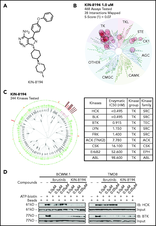KIN-8194 selectively targets HCK and BTK in vitro in MYD88-mutated WM and ABC DLBCL cells. (A) Chemical structure of KIN-8194. (B) KINOMEscan kinase selectivity profile for KIN-8194. KIN-8194 was profiled at a concentration of 1.0 μM against a diverse panel of 464 kinases by using DiscoverX. Kinases that exhibited a score of 10% or below are marked in red circles. (C) KiNativ cellular target engagement profile for KIN-8194. Kinases engaged >50% with 1.0 µM KIN-8194 treatment in TMD-8 cells are labeled. Kinases demonstrating >90% inhibition in KiNativ profiling (as shown in supplemental Table 2) were subjected to enzymatic IC50 determination as shown here. (D) Activated kinases enriched by pulldown assay using Desthiobiotin-ATP Probe after BCWM.1 and TMD-8 live cells pretreated with KIN-8194 or ibrutinib at indicated concentrations for 90 minutes and the ATP-binding HCK and BTK were resolved by western blotting. IB, ibrutinib.