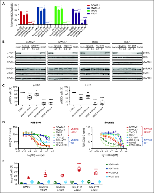 KIN-8194 blocks HCK and BTK and inhibits the growth and survival of MYD88-mutated WM and ABC DLBCL cells. (A) Representative experiments showing changes in phosphorylated HCK (pHCKTyr410) or (B) phosphorylated BTK (pBTKTyr223) levels after 1.0-hour treatment with KIN-8194 or ibrutinib at the indicated concentrations in MYD88-mutated WM (BCWM.1, MWCL-1) and ABC DLBCL (TMD-8, HBL-1) cell lines (n = 3 mice per treatment group). (C) Phosflow results for pHCKTyr410 and pBTKTyr223 in BM LPCs for MYD88-mutated WM patients after treatment with KIN-8194 or ibrutinib at indicated concentrations for 2.0 hours in the presence of whole BM mononuclear cells (n = 4). (D) Dose-response curves for MYD88WT and MYD88L265P cell lines after treatment with KIN-8194 or ibrutinib for 72 hours at indicated concentrations. (E) Apoptotic studies using annexin V/propidium iodide (PI) staining for primary BM LPCs and T cells from MYD88-mutated patients (n = 6) and peripheral blood B cells and T cells from healthy donors (HDs) (n = 6) after treatment with ibrutinib or KIN-8194 at indicated concentrations for 16 hours. *P < .05; **P < .01; ****P < .0001. DMSO, dimethyl sulfoxide; GAPDH, glyceraldehyde-3-phosphate dehydrogenase; norm, normalized; RLU, relative light unit.