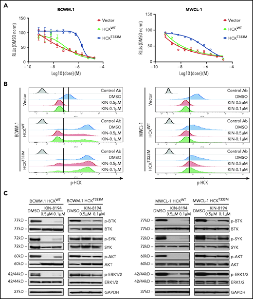 HCK and BTK are key targets of KIN-8194 activity in MYD88-mutated WM cells. (A) Dose-response curves for vector only, HCKWT, or HCKT333M transduced BCWM.1 and MWCL-1 WM cells after treatment with KIN-8194 for 72 hours. (B) Relative pHCKTyr410 levels by Phosflow analysis treatment of KIN-8194 at indicated concentrations for 1.0 hours in vector only, HCKWT, or HCKT333M transduced MYD88-mutated BCWM.1 and MWCL-1 WM cells. (C) pBTKY223, pSYKY525/526, pAKTS473, pERK1/2T202/Y204 expression by western blot analysis in HCKWT or HCKT333M transduced BCWM.1 and MWCL-1 WM cells after treatment with KIN-8194 at indicated concentrations for 1.0 hours. The expression levels of total BTK, SYK, AKT, and ERK1/2 in these cells and protein loading control GAPDH are also shown. Experiments were performed at least twice, with representative blots shown. Ab, antibody.