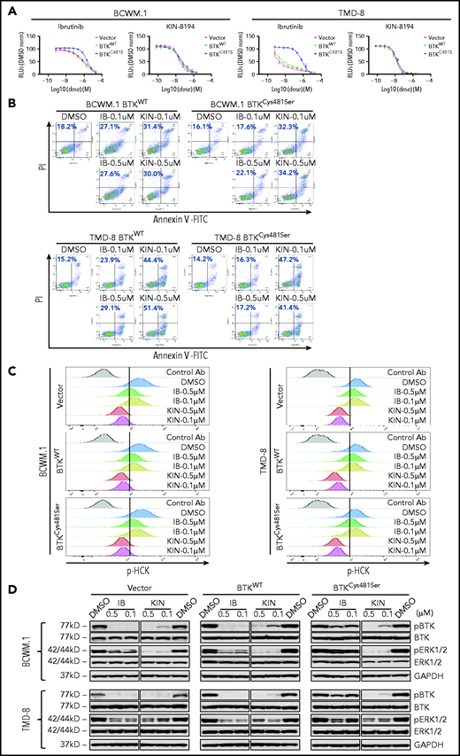 In vitro studies of KIN-8194 in ibrutinib-resistant BTKCys481Ser-expressing WM and ABC DLBCL cells. (A) Dose-response curves for vector only, BTKWT, or BTKCys481Ser transduced BCWM.1 and TMD-8 cells after treatment with ibrutinib or KIN-8194 for 72 hours. (B) Apoptosis analyses with annexin V-fluorescein isothiocyanate (FITC) and PI staining for native, BTKWT-, and BTKCys481Ser-expressing BCWM.1 WM and TMD-8 ABC DLBCL cells after treatment with KIN-8194 or ibrutinib at the indicated concentrations for 16 hours. (C) Changes in pHCKTyr410 expression after treatment with ibrutinib or KIN-8194 at indicated concentrations for 1.0 hours in vector only, BTKWT, or BTKCys481Ser transduced BCWM.1 and TMD-8 cells. (D) Changes in pBTKY223 and pERK1/2T202/Y204 levels after treatment with ibrutinib or KIN-8194 at indicated concentrations for 1.0 hours in vector only, BTKWT, or BTKCys481Ser transduced BCWM.1 and TMD-8 cells. The expression levels of total BTK and ERK1/2 in these cells and protein loading control GAPDH are also shown. KIN, KIN-8194.