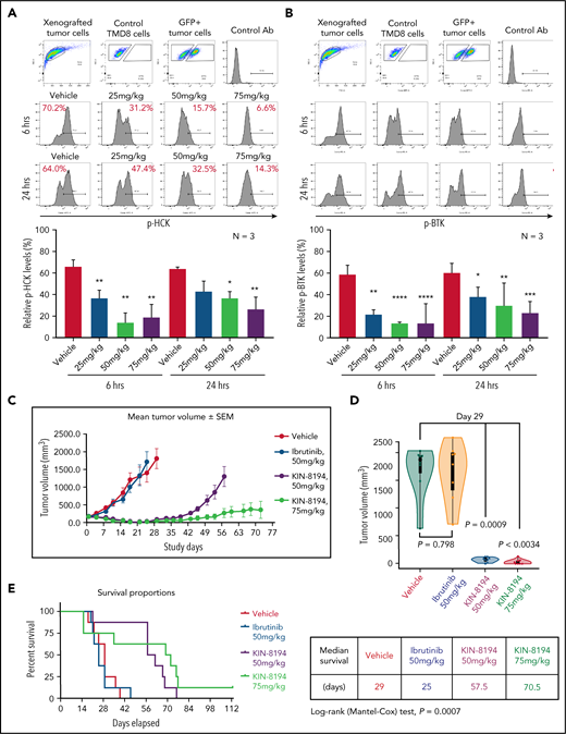 PD and efficacy studies of KIN-8194 in ibrutinib-resistant BTKCys481Ser-expressing TMD-8 ABC DLBCL xenografted mice. PD studies showing the activity of HCK and BTK after oral administration of KIN-8194 in NOD-SCID mice subcutaneously xenografted with ibrutinib-resistant BTKCys481Ser TMD-8 ABC DLBCL cells. Phosflow plots for (A) pHCKY410 and (B) pBTKY223 in GFP+ TMD-8 tumor cells excised at 6 and 24 hours after oral administration of KIN-8194 at the indicated doses (n = 3 per group). (C) Efficacy studies in NOD-SCID mice (n = 8 per cohort) bearing ibrutinib-resistant BTKCys481Ser expressing TMD-8 cells after daily oral administration of vehicle control, ibrutinib (50 mg/kg), or KIN-8194 (50 or 75 mg/kg). Tumor volume (mm3) was measured twice per week and reported as the mean volume ± SEM. (D) Tumor volume comparisons at day 29. P values are for cohort comparisons. (E) Survival curve estimations using the Kaplan-Meier method. Prism software was used to determine the median survival in days for cohorts. Mantel-Cox long-rank P value of .0007 is for comparisons between cohorts. *P < .05; **P < .01; ***P < .005; ****P < .0001.