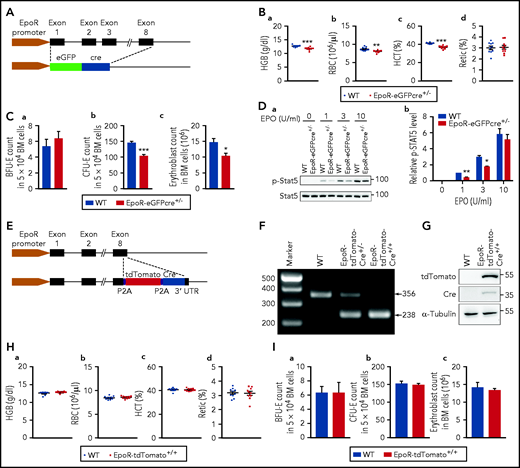 EpoR-eGFPcre mice were haploinsufficient. (A) Schematic model of EpoR-eGFPcre mouse model. (B) RBC parameters as indicated. N = 10. (C) (a) The number of BFU-E colonies in 5 × 104 BM cells. (b) The number of CFU-E colonies in 5 × 104 BM cells. (c) The number of erythroblasts in 2 tibia and 2 femur. N = 3. (D) Representative western blot (a) and quantitative results (b) of pSTAT5 levels. STAT5 level was used as loading control. N = 3. (E) Schematic model for generation of EpoR-tdTomato-Cre mice. (F) Polymerase chain reaction analysis showing the genotypes of EpoR-tdTomato-Cre mice. (G) western blot analysis showing the expression of tdTomato and Cre in BM cells of the EpoR-tdTomato-Cre mice. (H) Peripheral blood red cell parameters exhibiting no differences between EpoR-tdTomato-Cre mice and littermate control mice. N = 10. (I) BM erythroid colonies and erythroblasts showing no differences between EpoR-tdTomato-Cre mice and littermate control mice. N = 3. *P < .05; **P < .01; ***P < .001. HCT, hematocrit; HGB, hemoglobin; WT, wild type.