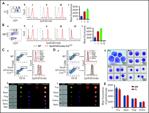 Expression of EpoR-tdTomato in mouse FL and BM erythroid cells. FL (A) and BM (B) progenitors. (a) Plot of CD71 vs c-Kit of 7AAD–Linages–CD16–CD32–CD41–CD34–Sca1– cells revealing 3 populations in FL (I: BFU-E; II: BFU-E/CFU-E mixture; and III: CFU-E) and 4 populations in BM (I: c-Kit+CD71–; II: c-Kit+CD71Low; III: c-Kit+CD71High; and IV: c-Kit–CD71–). (b) Histogram of EpoR-tdTomato showing EpoR-tdTomato expression levels in indicated cell populations. (c) Quantification of mean fluorescence intensity of EpoR-tdTomato. (C) BM erythroblasts. (a) Left panel: Representative plot of CD44 vs FSC-A of Ter119+ cells revealing different staged erythroid cells; right panel: histogram of EpoR-Tdtomato of the indicated cell population revealing progressive decrease of EpoR-tdTomato from Pro to RBC. (b) Representative images of IFC analysis showing expression of EpoR-tdTomato as well as changes in cell size, Ter119, and CD44 from Pro to RBC. (D) FL erythroblasts. (a) Left panel: Representative plot of CD44 vs FSC-A of Ter119+ cells revealing different staged erythroid cells. Right panel: histogram of EpoR-Tdtomato of the indicated cell populations. (b) Composite representative cytospin images of the sorted erythroblasts. (c) Representative images of IFC analysis. (E) Quantification of mean fluorescence intensity of EpoR-tdTomato. N = 3. FSC-A, forward scatter area; WT, wild type; IFC, imaging flow cytometry.