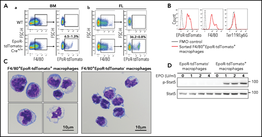 Expression of EpoR-tdTomato in BM and FL macrophages. (A) Flow cytometric analyses of EpoR-tdTomato in BM (left panels) and day 14.5 FL (right panels) macrophages showing expression of EpoR-tdTomato in subsets of BM and FL F4/80+ macrophages. (B) Flow cytometric analyses of the sorted BM F4/80+EpoR-tdTomato+ macrophages showing expression of F4/80 and EpoR-tdTomato but not Ter119 or Ly6G. (C) Composite representative cytospin images of the sorted BM F4/80+EpoR-tdTomato+ and F4/80+EpoR-tdTomato– macrophages. Scale bar, 10 μm. (D) western blot analysis of pSTAT5 of the sorted macrophages stimulated with EPO showing dose-dependent phosphorylation of pSTAT5 in F4/80+EpoR-tdTomato+ but not F4/80+EpoR-tdTomato–macrophages. N = 3.
