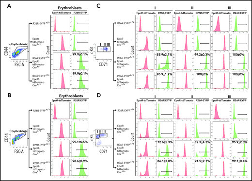 EpoR-tdTomato-Cre–mediated cleavage in erythroid cells. FL (A) and BM (B) erythroblasts. Left panels: representative plots of FSC-A vs CD44 of Ter119+ cells. Erythroblasts were gated. Right panels: expression of EpoR-tdTomato or R26R-EYFP in erythroblasts of different mouse strains as indicated. FL (C) and BM (D) progenitors. Left panels: representative plots of c-Kit vs CD71 of 7AAD–Linages–CD16–CD32–CD41–CD34–Sca1– cells revealing 3 populations of the c-Kit+ cells. Right panels: expression of EpoR-tdTomato or R26R-EYFP in each erythroid progenitor population of different mouse strains as indicated. N = 3. FSC-A, forward scatter area.
