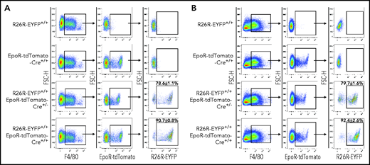 EpoR-tdTomato-Cre mediated recombination in macrophages. FL (A) and BM (B). Left panels: representative plots of F4/80 vs forward scatter height (FSC-H) of Ly6G–Ter119– cells revealing F4/80+ macrophages; middle panels: representative plots of EpoR-tdTomato vs FSC-H of F4/80+ cells revealing EpoR-tdTomato+ macrophage population; right panel: representative plots of R26R-EYFP vs FSC-H of the EpoR-tdTomato+ macrophages revealing EpoR-Cre–mediated recombination efficiency in EpoR-tdTomato+ macrophages. N = 3.