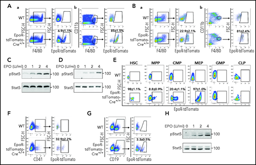 Expression of EpoR-tdTomato in subsets of spleen and liver macrophages, BM HSCs, progenitors, megakaryocytes, and B cells. (A) Flow cytometric analysis of EpoR-tdTomato in spleen macrophages. (a) Left panel: representative plot of F4/80 vs forward scatter height (FSC-H) of CD45+ cells revealing F4/80+ macrophages; right panel: plot of EpoR-tdTomato vs FSC-H of the F4/80+ cells revealing EpoR-tdTomato+ macrophages. (b) Left panel: representative plot of F4/80 vs CD11b of the CD45+ cells; right panel: plot of EpoR-tdTomato vs FSC-H showing the expression of EpoR-tdTomato in the CD11bHigh population. (B) Flow cytometric analysis of EpoR-tdTomato in liver macrophages. (a) Left panel: Representative plot of F4/80 vs FSC-H of CD45+ cells revealing F4/80+ macrophages; right panel: plot of EpoR-tdTomato vs FSC-H of F4/80+ cells revealing the EpoR-tdTomato+ macrophage population. (b) Left panel: Representative plot of F4/80 vs CD11b of CD45+ cells; right panel: plot of EpoR-tdTomato vs FSC-H of F4/80HighCD11bLow showing the expression of EpoR-tdTomato in CD11bHigh population. (C) western blot analysis of pStat5 of the enriched spleen F4/80+ macrophages stimulated with various concentrations of EPO. (D) western blot analysis of pStat5 of the enriched liver F4/80+ macrophages stimulated with various concentrations of EPO. (E) Expression of EpoR-tdTomato in HSCs, MPPs, CMPs, MEPs, GMPs, and CLPs. (F) Left panel: representative plot of CD41 vs FSC-H of CD45+ cells revealing BM megakaryocytes; right panel: plot of EpoR-tdTomato vs FSC-H of CD41+ cells showing the expression of EpoR-tdTomato in subsets of megakaryocytes. (G) Left panel: representative plot of CD19 vs FSC-H of CD45+ cells; right panel: plot of EpoR-tdTomato vs FSC-H of B cells showing the expression of EpoR-tdTomato in subsets of B cells. (H) western blot analysis of pStat5 of the sorted BM CD19+EpoR-tdTomato+ cells stimulated with various concentrations of EPO. N = 3. WT, wild type.