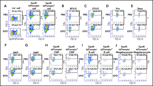 EPO promotes proliferation of EpoR-expressing cells in vivo. (A) Left panels: flow cytometric analyses showing the proportion of EpoR-tdTomato+ and EpoR-tdTomato– populations within lineage– cells with phosphate-buffered saline (PBS) or EPO injection; right panels: flow cytometric analyses showing Edu+ cells of EpoR-tdTomato+ and EpoR-tdTomato– cells with PBS or EPO injection. Flow cytometric analyses displaying proportion of Edu+ cells in BFU-E (B), CFU-E (C), Pro (D), Baso (E), MEP (F), GMP (G), CMP (H), CD19+ B cells (I), and CD41+ megakaryocytes (J) with PBS or EPO injection. N = 3. *P < .05; **P < .01; ***P < .001. FSC-H, forward scatter height; N.S., not significant.