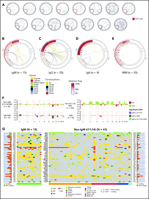 Cytogenetic abnormalities in IgM-MM. (A) Translocations in 15 patients with IgM MM. All 15 samples (each circos plot represents 1 patient) from newly diagnosed patients with IgM-MM had t(11;14) translocation (shown in red). Other translocations are shown with black links. Chromosomes from chr1 to chrY are ordered clockwise. (B) Patients with IgM (n = 15) displaying t(11;14) translocations involving predominantly DJ genes and deletions suggestive of VDJ recombination. Only 4 patients had deletions suggestive of class-switch recombination, and 6 had translocations involving class-switch regions. The IgH region is shown on the left side of the panel, and the CCND1 region is shown on the right side. IgH region genes and switch regions are color coded. Translocations (inner links) are also color coded by their classes. (C) Patients with IgG (n = 20) with t(11;14) translocations involving DJ genes and class-switch regions and deletions suggestive of VDJ recombination and class switch to IgG subtype. (D) Patients with IgA (n = 4) displaying t(11;14) translocations involving DJ genes and class-switch regions and deletions suggestive of VDJ recombination and class switch to IgA subtype. (E) WM samples (n = 55) displaying deletions suggestive of VDJ recombination, and 4 patients displaying class switching to IgG and IgA. None of the WM samples had translocation involving IgH region. (F) Copy-number alterations (CNA) in non–t(11;14)-MM samples (n = 165), non−IgM-t(11;14) samples (n = 36), IgM-MM samples (n = 15), and WM samples (n = 55). For each group gain (green) and deletion (red), frequencies are shown (y-axis). Regions that are statistically different between IgM-MM vs non−IgM-t(11;14)-MM or IgM-MM vs WM or both are color coded, and significant alterations are highlighted (P < .05). (G) Oncoplot of coding and noncoding mutations in MM driver genes for IgM (n = 15) and non−IgM-t(11;14) (n = 43) patients. Significant differences for coding mutations in each gene are marked with an asterisk on the left side and for noncoding mutations on the right side. Immunoglobulin type of each patient is shown at the bottom with color codes (green for IgM, orange for IgG, red for light chain only, blue for IgA, and turquoise for IgD). Mutation types are also shown in each cell with color codes explained at the bottom. IGL, immunoglobulin light chain; 3′UTR, 3′ untranslated region.