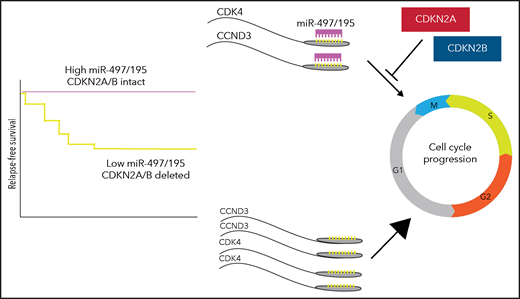 Increased CDK4 and CCND3 expression, resulting from low miR-497/195, cooperate with loss of CDKN2A/B to drive greater cell proliferation.