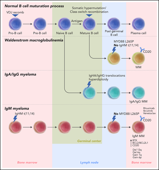 In normal B-cell development, immunoglobulin genes undergo V(D)J recombination in the bone marrow and somatic hypermutation and class switch recombination in the lymph nodes. All of the IgM MM cases analyzed by Bazarbachi et al harbor a t(11;14) translocation; 60% of them have evidence of the event occurring at the pro–B-cell stage during V(D)J recombination. In non-IgM MM, most translocations occur in the germinal center; only 25% of t(11;14) has evidence of earlier onset in the bone marrow. WM is further distinguished from IgM MM because of the lack of t(11;14) and the presence of the MYD88 L265P mutation in the majority of cases. Bazarbachi et al also identify upregulated markers in IgM MM, such as BTK, BCL2/BLC2L1, and CD20, suggesting potential therapeutic options specific for this disease. germ, germinal center; recomb, recombination.