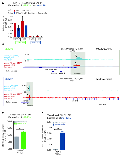 MiR-130b and miR-128a promote the B-lymphoid bias of FL Mll-AF4+ preleukemic cells. (A) Expression of miR-130b and miR-128a in E14 FL HSCs/MPPs and LMPPs from Mll-AF4- VEC-Cre+ and Mll-AF4+ VEC-Cre+ embryos. (B) ATAC-Seq of mouse E14.5 FL LMPPs (WT and Mll-AF4+ VEC-Cre+). Each trace represents a pool of 4 biological replicates. The gray box highlights the promoter that regulates each miRNA. Arrows indicate an open chromatin region. (C) Expression of miR-130b or (D) miR-128a in transduced FL Mll-AF4+ LSK. (C) Expression of miR-130b or (D) miR-128a in transduced FL Mll-AF4+ LSK. (E) Experimental approach for the lentiviral transduction of FL Mll-AF4+ LSK and functional validation. Transduced cells were monitored with GFP expression. Clonogenic potential of transduced LSK in (F) myeloid and (G) B-lymphoid conditions. (H) Proliferation of myeloid and lymphoid cells in colony-forming assays. Data were compared using a Mann-Whitney U test: *P < .05; **P < .01; ***P < .001; ****P < .0001. Experiments were conducted in triplicate or more. Graphs are presented as mean ± standard error of the mean. CFU-C, colony-forming unit cell.