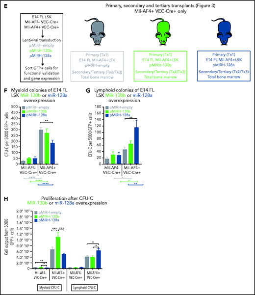 MiR-130b and miR-128a promote the B-lymphoid bias of FL Mll-AF4+ preleukemic cells. (A) Expression of miR-130b and miR-128a in E14 FL HSCs/MPPs and LMPPs from Mll-AF4- VEC-Cre+ and Mll-AF4+ VEC-Cre+ embryos. (B) ATAC-Seq of mouse E14.5 FL LMPPs (WT and Mll-AF4+ VEC-Cre+). Each trace represents a pool of 4 biological replicates. The gray box highlights the promoter that regulates each miRNA. Arrows indicate an open chromatin region. (C) Expression of miR-130b or (D) miR-128a in transduced FL Mll-AF4+ LSK. (C) Expression of miR-130b or (D) miR-128a in transduced FL Mll-AF4+ LSK. (E) Experimental approach for the lentiviral transduction of FL Mll-AF4+ LSK and functional validation. Transduced cells were monitored with GFP expression. Clonogenic potential of transduced LSK in (F) myeloid and (G) B-lymphoid conditions. (H) Proliferation of myeloid and lymphoid cells in colony-forming assays. Data were compared using a Mann-Whitney U test: *P < .05; **P < .01; ***P < .001; ****P < .0001. Experiments were conducted in triplicate or more. Graphs are presented as mean ± standard error of the mean. CFU-C, colony-forming unit cell.