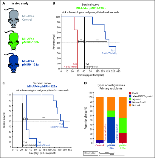 The overexpression of miR-130b and miR-128a in Mll-AF4+ FL LSK leads to a mixed/BCP/myeloid or lymphoblastic acute leukemia, respectively. (A) Experimental design. All mice received Mll-AF4–expressing cells. (B-C) Survival curve of primary, secondary, and tertiary recipients of the Mll-AF4+ pMIRH-130b (B) and Mll-AF4+ pMIRH-128a (C) cohorts. Total BM from 1 to 2 primary recipients was used for secondary transplants. Total BM from 2 to 3 recipients was used for tertiary transplants. Positive event = hematological malignancy linked to donor cells. A Gehan-Breslow-Wilcoxon test was used to compare survival curves. (D) Types of malignancies in Mll-AF4+ control, Mll-AF4+ pMIRH-130b, and Mll-AF4+ pMIRH-128a primary recipients. A χ2 test was used to compare the distribution of sick and non-sick mice. (E) Postmortem pictures of sick mice from the Mll-AF4+ control, Mll-AF4+ pMIRH-130b, and Mll-AF4+ pMIRH-128a cohorts. (F-G)) Spleen (F) and liver (G) weights. (H) GFP chimerism in the BM. (I) White blood cell (WBC) counts in Mll-AF4+ control and sick mice. (J-N) Proportion of myeloid cells (J), mixed lineage cells (K), B-lymphoid cells (L), c-Kit+ cells (M), and IgM+ and Il7r+ cells (N) in the GFP+ fraction of the BM of Mll-AF4+ control and sick mice (Mll-AF4+ pMIRH-130b or Mll-AF4+ pMIRH-128a). (O) Proportion of LSK Il7r+Flt3−, HSCs/MPPs (LSK Il7r− Flt3−), and LMPPs (LSK Flt3+) in the LSK compartment of control and sick mice. (P) CNS infiltration in Mll-AF4+ control, Mll-AF4+ pMIRH-130b, and Mll-AF4+ pMIRH-128a mice. The level of infiltration is described in “Methods.” (Q) Romanowsky staining of peripheral blood smears; scale bars, 20 μm. Data were compared using a Mann-Whitney U test. *P < .05; **P < .01; ***P < .001; ****P < .0001. Graphs are presented as mean ± standard error of the mean (1 dot = 1 mouse).