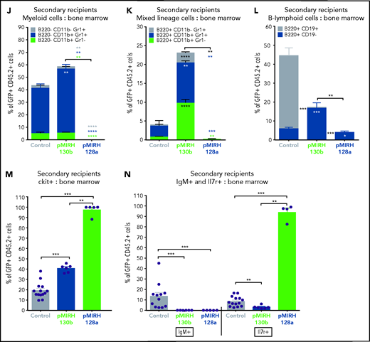 The overexpression of miR-130b and miR-128a in Mll-AF4+ FL LSK leads to a mixed/BCP/myeloid or lymphoblastic acute leukemia, respectively. (A) Experimental design. All mice received Mll-AF4–expressing cells. (B-C) Survival curve of primary, secondary, and tertiary recipients of the Mll-AF4+ pMIRH-130b (B) and Mll-AF4+ pMIRH-128a (C) cohorts. Total BM from 1 to 2 primary recipients was used for secondary transplants. Total BM from 2 to 3 recipients was used for tertiary transplants. Positive event = hematological malignancy linked to donor cells. A Gehan-Breslow-Wilcoxon test was used to compare survival curves. (D) Types of malignancies in Mll-AF4+ control, Mll-AF4+ pMIRH-130b, and Mll-AF4+ pMIRH-128a primary recipients. A χ2 test was used to compare the distribution of sick and non-sick mice. (E) Postmortem pictures of sick mice from the Mll-AF4+ control, Mll-AF4+ pMIRH-130b, and Mll-AF4+ pMIRH-128a cohorts. (F-G)) Spleen (F) and liver (G) weights. (H) GFP chimerism in the BM. (I) White blood cell (WBC) counts in Mll-AF4+ control and sick mice. (J-N) Proportion of myeloid cells (J), mixed lineage cells (K), B-lymphoid cells (L), c-Kit+ cells (M), and IgM+ and Il7r+ cells (N) in the GFP+ fraction of the BM of Mll-AF4+ control and sick mice (Mll-AF4+ pMIRH-130b or Mll-AF4+ pMIRH-128a). (O) Proportion of LSK Il7r+Flt3−, HSCs/MPPs (LSK Il7r− Flt3−), and LMPPs (LSK Flt3+) in the LSK compartment of control and sick mice. (P) CNS infiltration in Mll-AF4+ control, Mll-AF4+ pMIRH-130b, and Mll-AF4+ pMIRH-128a mice. The level of infiltration is described in “Methods.” (Q) Romanowsky staining of peripheral blood smears; scale bars, 20 μm. Data were compared using a Mann-Whitney U test. *P < .05; **P < .01; ***P < .001; ****P < .0001. Graphs are presented as mean ± standard error of the mean (1 dot = 1 mouse).