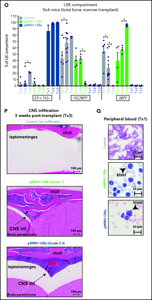 The overexpression of miR-130b and miR-128a in Mll-AF4+ FL LSK leads to a mixed/BCP/myeloid or lymphoblastic acute leukemia, respectively. (A) Experimental design. All mice received Mll-AF4–expressing cells. (B-C) Survival curve of primary, secondary, and tertiary recipients of the Mll-AF4+ pMIRH-130b (B) and Mll-AF4+ pMIRH-128a (C) cohorts. Total BM from 1 to 2 primary recipients was used for secondary transplants. Total BM from 2 to 3 recipients was used for tertiary transplants. Positive event = hematological malignancy linked to donor cells. A Gehan-Breslow-Wilcoxon test was used to compare survival curves. (D) Types of malignancies in Mll-AF4+ control, Mll-AF4+ pMIRH-130b, and Mll-AF4+ pMIRH-128a primary recipients. A χ2 test was used to compare the distribution of sick and non-sick mice. (E) Postmortem pictures of sick mice from the Mll-AF4+ control, Mll-AF4+ pMIRH-130b, and Mll-AF4+ pMIRH-128a cohorts. (F-G)) Spleen (F) and liver (G) weights. (H) GFP chimerism in the BM. (I) White blood cell (WBC) counts in Mll-AF4+ control and sick mice. (J-N) Proportion of myeloid cells (J), mixed lineage cells (K), B-lymphoid cells (L), c-Kit+ cells (M), and IgM+ and Il7r+ cells (N) in the GFP+ fraction of the BM of Mll-AF4+ control and sick mice (Mll-AF4+ pMIRH-130b or Mll-AF4+ pMIRH-128a). (O) Proportion of LSK Il7r+Flt3−, HSCs/MPPs (LSK Il7r− Flt3−), and LMPPs (LSK Flt3+) in the LSK compartment of control and sick mice. (P) CNS infiltration in Mll-AF4+ control, Mll-AF4+ pMIRH-130b, and Mll-AF4+ pMIRH-128a mice. The level of infiltration is described in “Methods.” (Q) Romanowsky staining of peripheral blood smears; scale bars, 20 μm. Data were compared using a Mann-Whitney U test. *P < .05; **P < .01; ***P < .001; ****P < .0001. Graphs are presented as mean ± standard error of the mean (1 dot = 1 mouse).