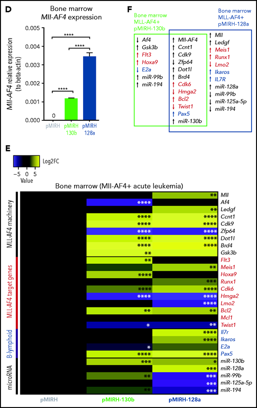 Mll-AF4+ pMIRH-130b/pMIRH-128a+ cells display a gene expression profile similar to MLL-AF4+ patient blasts. (A) Mll-AF4 expression in transduced/GFP+ E14 FL Mll-AF4+ LSK (preleukemia and pretransplantation). (B) Heatmap of gene expression in transduced E14 FL Mll-AF4+ LSK. (C) Summary of the gene expression results of transduced E14 FL Mll-AF4+ LSK. (D) Mll-AF4 expression in total BM cells of control and leukemic mice. (E) Heatmap of gene expression in total BM cells. (F) Summary of the gene-expression results of total BM cells. Data were compared using a Mann-Whitney U test. *P < .05; **P < .01; ***P < .001; ****P < .0001. Experiments were conducted in triplicate or more. Heatmaps present the log2 fold change (log2FC) of gene expression, using Mll-AF4+ pMIRH (Control) as a reference.