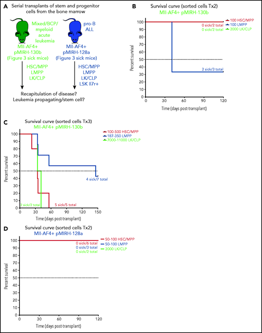 Mll-AF4+ pMIRH-130b and Mll-AF4+ pMIRH-128a leukemia are propagated by different leukemic stem cells. (A) Experimental design. All sorted cells were retrieved from recipients originally transplanted with total BM cells. Secondary recipients received cells retrieved from the BM of FL Mll-AF4+ LSK primary recipients. Tertiary recipients received cells from the BM of total BM secondary recipients. Survival curves of (B) secondary and (C) tertiary transplants of mice that received sorted HSCs/MPPs (LSK Il7r− Flt3−), LMPPs (LSK Flt3+), or LK/CLPs (Lineage-Sca1low/-ckit+) from the BM of Mll-AF4+ pMIRH-130b sick mice. Survival curves of (D) secondary and (E) tertiary transplants of mice that received sorted HSCs/MPPs, LMPPs, LK/CLPs, or LSK Il7r+ from the BM of Mll-AF4+ pMIRH-128a sick mice. GFP chimerism in the BM of (F) secondary and (G) tertiary recipients. (H) Proportion of hematopoietic cells in secondary recipients of LMPPs from Mll-AF4+ pMIRH-130b sick mice. Spleen and liver weight are also indicated. (I) Spleen and (J) liver weight of sick tertiary recipients that received sorted HSCs/MPPs, LMPPs, LK/CLPs, or LSK Il7r+ from the BM of Mll-AF4+ pMIRH-130b or Mll-AF4+ pMIRH-128a sick mice. (K) Proportion of myeloid cells, mixed lineage cells, B-lymphoid cells, and ckit+ Il7r+ cells. (L) T-lymphoid cells in the BM of tertiary recipients of sorted cells from Mll-AF4+ pMIRH-130b or Mll-AF4+ pMIRH-128a sick mice. Proportion of (M) ckit+ cells and (N) HSCs/MPPs, LMPPs, and LSK Il7r+ cells in the BM LSK compartment of tertiary recipients of sorted cells from Mll-AF4+ pMIRH-130b sick mice. Graphs are presented as mean ± standard error of the mean (1 dot = 1 mouse).