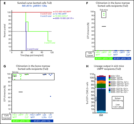 Mll-AF4+ pMIRH-130b and Mll-AF4+ pMIRH-128a leukemia are propagated by different leukemic stem cells. (A) Experimental design. All sorted cells were retrieved from recipients originally transplanted with total BM cells. Secondary recipients received cells retrieved from the BM of FL Mll-AF4+ LSK primary recipients. Tertiary recipients received cells from the BM of total BM secondary recipients. Survival curves of (B) secondary and (C) tertiary transplants of mice that received sorted HSCs/MPPs (LSK Il7r− Flt3−), LMPPs (LSK Flt3+), or LK/CLPs (Lineage-Sca1low/-ckit+) from the BM of Mll-AF4+ pMIRH-130b sick mice. Survival curves of (D) secondary and (E) tertiary transplants of mice that received sorted HSCs/MPPs, LMPPs, LK/CLPs, or LSK Il7r+ from the BM of Mll-AF4+ pMIRH-128a sick mice. GFP chimerism in the BM of (F) secondary and (G) tertiary recipients. (H) Proportion of hematopoietic cells in secondary recipients of LMPPs from Mll-AF4+ pMIRH-130b sick mice. Spleen and liver weight are also indicated. (I) Spleen and (J) liver weight of sick tertiary recipients that received sorted HSCs/MPPs, LMPPs, LK/CLPs, or LSK Il7r+ from the BM of Mll-AF4+ pMIRH-130b or Mll-AF4+ pMIRH-128a sick mice. (K) Proportion of myeloid cells, mixed lineage cells, B-lymphoid cells, and ckit+ Il7r+ cells. (L) T-lymphoid cells in the BM of tertiary recipients of sorted cells from Mll-AF4+ pMIRH-130b or Mll-AF4+ pMIRH-128a sick mice. Proportion of (M) ckit+ cells and (N) HSCs/MPPs, LMPPs, and LSK Il7r+ cells in the BM LSK compartment of tertiary recipients of sorted cells from Mll-AF4+ pMIRH-130b sick mice. Graphs are presented as mean ± standard error of the mean (1 dot = 1 mouse).