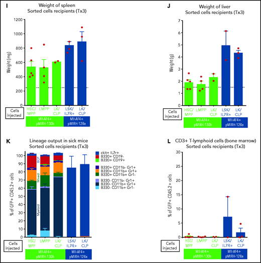 Mll-AF4+ pMIRH-130b and Mll-AF4+ pMIRH-128a leukemia are propagated by different leukemic stem cells. (A) Experimental design. All sorted cells were retrieved from recipients originally transplanted with total BM cells. Secondary recipients received cells retrieved from the BM of FL Mll-AF4+ LSK primary recipients. Tertiary recipients received cells from the BM of total BM secondary recipients. Survival curves of (B) secondary and (C) tertiary transplants of mice that received sorted HSCs/MPPs (LSK Il7r− Flt3−), LMPPs (LSK Flt3+), or LK/CLPs (Lineage-Sca1low/-ckit+) from the BM of Mll-AF4+ pMIRH-130b sick mice. Survival curves of (D) secondary and (E) tertiary transplants of mice that received sorted HSCs/MPPs, LMPPs, LK/CLPs, or LSK Il7r+ from the BM of Mll-AF4+ pMIRH-128a sick mice. GFP chimerism in the BM of (F) secondary and (G) tertiary recipients. (H) Proportion of hematopoietic cells in secondary recipients of LMPPs from Mll-AF4+ pMIRH-130b sick mice. Spleen and liver weight are also indicated. (I) Spleen and (J) liver weight of sick tertiary recipients that received sorted HSCs/MPPs, LMPPs, LK/CLPs, or LSK Il7r+ from the BM of Mll-AF4+ pMIRH-130b or Mll-AF4+ pMIRH-128a sick mice. (K) Proportion of myeloid cells, mixed lineage cells, B-lymphoid cells, and ckit+ Il7r+ cells. (L) T-lymphoid cells in the BM of tertiary recipients of sorted cells from Mll-AF4+ pMIRH-130b or Mll-AF4+ pMIRH-128a sick mice. Proportion of (M) ckit+ cells and (N) HSCs/MPPs, LMPPs, and LSK Il7r+ cells in the BM LSK compartment of tertiary recipients of sorted cells from Mll-AF4+ pMIRH-130b sick mice. Graphs are presented as mean ± standard error of the mean (1 dot = 1 mouse).
