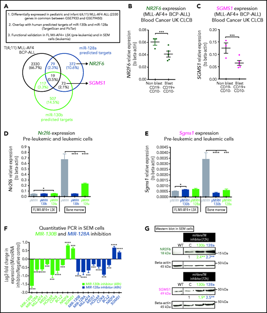 NR2F6 and SGMS1, two targets of miR-130b and miR-128a, have tumor-suppressive activity in MLL-AF4–driven leukemogenesis. (A) Overlap of deregulated genes in GSE79533 and GSE79450 data sets (black), predicted targets of miR-130b (green) or miR-128a (blue) using TargetScan and PicTar. (B) NR2F6 and (C) SGMS1 expression in t(4;11) MLL-AF4 pediatric leukemia blasts and nonblasts from our cohort. (D) Nr2f6 and (E) Sgms1 expression in FL Mll-AF4+ LSK (pre-leukemic) and BM (leukemic) of Mll-AF4+ pMIRH control mice and of Mll-AF4+ pMIRH-130b and Mll-AF4+ pMIRH-128a sick mice. (F) qRT-PCR of miR-130b, miR-128a, MLL-AF4, MEIS1, HOXA9, CDK6, BCL2, NR2F6, and SGMS1 in SEM cells transfected with a negative inhibitor control, miR-130b inhibitor, or miR-128a inhibitor. The log2 fold change (LOG2FC) is calculated using the negative inhibitor control as a reference. (G) Western blot against NR2F6 and SGMS1 in SEM cells transfected with a negative inhibitor control, miR-130b inhibitor, or miR-128a inhibitor. The brightness was adjusted manually in ImageJ to uniform the background, and each lane came from the same membrane. The WT lane was not directly next to the siRNA lane and is separated by a vertical line. Relative quantification for all 3 proteins was calculated by Image Laboratory using the sicontrol as a reference. The quantification presented for NR2F6 and SGMS1 is adjusted with the relative quantification of the β-actin signal intensity. The β-actin signal comes from the same membrane as the NR2F6/SGMS1 signal (n = 4). (H) Apoptosis and (I) proliferation of SEM leukemic cells upon NR2F6 and SGMS1 overexpression. (J) Expression of MLL-AF4 and its target genes (MEIS1, HOXA9, CDK6, BCL2, miR-130b, and miR-128a) and SGMS1 in SEM leukemic cells upon NR2F6 overexpression. The log2 fold change (LOG2FC) is calculated using SEM pCDH cells as a reference. (K) Survival curve of NSG mice transplanted with SEM control (pCDH-empty) and overexpressing NR2F6 (pCDH-NR2F6). NSG mice were culled 64 days after transplant due to facility concerns. This experiment could not be performed with SGMS1 due to the high amount of cell death in SEM cells. The overexpression of NR2F6 and SGMS1 in leukemic cells was achieved by lentiviral transduction, and transduced cells were monitored with GFP. A Gehan-Breslow-Wilcoxon test was used to compare survival curves. Unless stated otherwise, data were compared using a Mann-Whitney U test: *P < .05; **P < .01; ***P < .001; ****P < .0001. Graphs are presented as mean ± standard error of the mean. Blood Cancer UK CLCB, Childhoood Leukaemia Cell Bank.