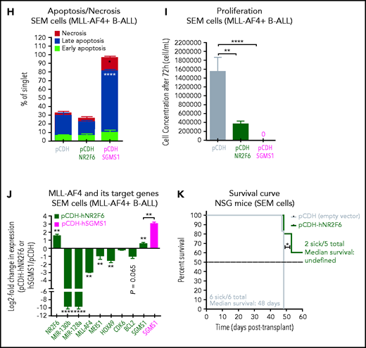 NR2F6 and SGMS1, two targets of miR-130b and miR-128a, have tumor-suppressive activity in MLL-AF4–driven leukemogenesis. (A) Overlap of deregulated genes in GSE79533 and GSE79450 data sets (black), predicted targets of miR-130b (green) or miR-128a (blue) using TargetScan and PicTar. (B) NR2F6 and (C) SGMS1 expression in t(4;11) MLL-AF4 pediatric leukemia blasts and nonblasts from our cohort. (D) Nr2f6 and (E) Sgms1 expression in FL Mll-AF4+ LSK (pre-leukemic) and BM (leukemic) of Mll-AF4+ pMIRH control mice and of Mll-AF4+ pMIRH-130b and Mll-AF4+ pMIRH-128a sick mice. (F) qRT-PCR of miR-130b, miR-128a, MLL-AF4, MEIS1, HOXA9, CDK6, BCL2, NR2F6, and SGMS1 in SEM cells transfected with a negative inhibitor control, miR-130b inhibitor, or miR-128a inhibitor. The log2 fold change (LOG2FC) is calculated using the negative inhibitor control as a reference. (G) Western blot against NR2F6 and SGMS1 in SEM cells transfected with a negative inhibitor control, miR-130b inhibitor, or miR-128a inhibitor. The brightness was adjusted manually in ImageJ to uniform the background, and each lane came from the same membrane. The WT lane was not directly next to the siRNA lane and is separated by a vertical line. Relative quantification for all 3 proteins was calculated by Image Laboratory using the sicontrol as a reference. The quantification presented for NR2F6 and SGMS1 is adjusted with the relative quantification of the β-actin signal intensity. The β-actin signal comes from the same membrane as the NR2F6/SGMS1 signal (n = 4). (H) Apoptosis and (I) proliferation of SEM leukemic cells upon NR2F6 and SGMS1 overexpression. (J) Expression of MLL-AF4 and its target genes (MEIS1, HOXA9, CDK6, BCL2, miR-130b, and miR-128a) and SGMS1 in SEM leukemic cells upon NR2F6 overexpression. The log2 fold change (LOG2FC) is calculated using SEM pCDH cells as a reference. (K) Survival curve of NSG mice transplanted with SEM control (pCDH-empty) and overexpressing NR2F6 (pCDH-NR2F6). NSG mice were culled 64 days after transplant due to facility concerns. This experiment could not be performed with SGMS1 due to the high amount of cell death in SEM cells. The overexpression of NR2F6 and SGMS1 in leukemic cells was achieved by lentiviral transduction, and transduced cells were monitored with GFP. A Gehan-Breslow-Wilcoxon test was used to compare survival curves. Unless stated otherwise, data were compared using a Mann-Whitney U test: *P < .05; **P < .01; ***P < .001; ****P < .0001. Graphs are presented as mean ± standard error of the mean. Blood Cancer UK CLCB, Childhoood Leukaemia Cell Bank.
