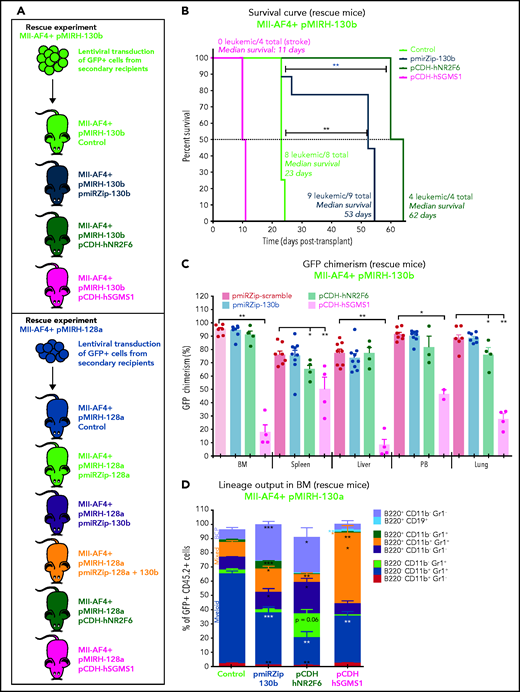 MiR-130b activity and NR2F6/SGMS1 inhibition is required for MLL-AF4+ leukemia maintenance. (A) Experimental layout of rescue experiment for Mll-AF4+ pMIRH-130b leukemic mice (18 000 GFP+ cells injected) and Mll-AF4+ pMIRH-128a leukemic mice (10 000 GFP+ cells injected). (B) Survival curve of Mll-AF4+ pMIRH-130b rescue mice (pmiRZip-scramble or pmiRZip-130b, NR2F6 or SGMS1 overexpression). (C) GFP chimerism in various organs of Mll-AF4+ pMIRH-130b rescue mice. (D) Lineage output in the GFP+ fraction of the BM of Mll-AF4+ pMIRH-130b rescue mice. (E) Survival curve of Mll-AF4+ pMIRH-128a rescue mice with miRNA inhibition (pmiRZip-scramble, pmiRZip-128a, pmiRZip-130b, or pmiRZip-128a+130b). (F) Survival curve of Mll-AF4+ pMIRH-128a rescue mice with NR2F6 or SGMS1 overexpression. A statistical comparison of the survival rate of rescue mice was performed using a χ2 test to compare the distribution of sick and non-sick mice (indicated next to the number of sick mice/total mice). (G) GFP chimerism in the BM of Mll-AF4+ pMIRH-128a rescue mice. (H) Postmortem photos of representative Mll-AF4+ pMIRH-128a rescue mice. (I) Apoptosis/necrosis of fresh GFP+ cells retrieved from the BM of Mll-AF4+ pMIRH-130b and Mll-AF4+ pMIRH-128a rescue mice upon NR2F6 or SGMS1 overexpression. Recipients of SGMS1-overexpressing cells were euthanized because of a stroke-like phenotype. Data were compared using a Mann-Whitney U test: *P < .05; **P < .01; ***P < .001. A Gehan-Breslow-Wilcoxon test was used to compare survival curves. Graphs are presented as mean ± standard error of the mean (1 dot = 1 mouse). PB, peripheral blood.