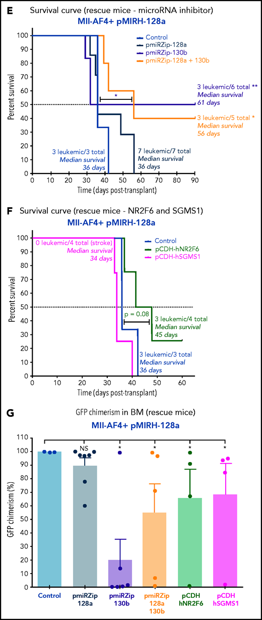 MiR-130b activity and NR2F6/SGMS1 inhibition is required for MLL-AF4+ leukemia maintenance. (A) Experimental layout of rescue experiment for Mll-AF4+ pMIRH-130b leukemic mice (18 000 GFP+ cells injected) and Mll-AF4+ pMIRH-128a leukemic mice (10 000 GFP+ cells injected). (B) Survival curve of Mll-AF4+ pMIRH-130b rescue mice (pmiRZip-scramble or pmiRZip-130b, NR2F6 or SGMS1 overexpression). (C) GFP chimerism in various organs of Mll-AF4+ pMIRH-130b rescue mice. (D) Lineage output in the GFP+ fraction of the BM of Mll-AF4+ pMIRH-130b rescue mice. (E) Survival curve of Mll-AF4+ pMIRH-128a rescue mice with miRNA inhibition (pmiRZip-scramble, pmiRZip-128a, pmiRZip-130b, or pmiRZip-128a+130b). (F) Survival curve of Mll-AF4+ pMIRH-128a rescue mice with NR2F6 or SGMS1 overexpression. A statistical comparison of the survival rate of rescue mice was performed using a χ2 test to compare the distribution of sick and non-sick mice (indicated next to the number of sick mice/total mice). (G) GFP chimerism in the BM of Mll-AF4+ pMIRH-128a rescue mice. (H) Postmortem photos of representative Mll-AF4+ pMIRH-128a rescue mice. (I) Apoptosis/necrosis of fresh GFP+ cells retrieved from the BM of Mll-AF4+ pMIRH-130b and Mll-AF4+ pMIRH-128a rescue mice upon NR2F6 or SGMS1 overexpression. Recipients of SGMS1-overexpressing cells were euthanized because of a stroke-like phenotype. Data were compared using a Mann-Whitney U test: *P < .05; **P < .01; ***P < .001. A Gehan-Breslow-Wilcoxon test was used to compare survival curves. Graphs are presented as mean ± standard error of the mean (1 dot = 1 mouse). PB, peripheral blood.