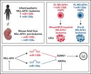Graphical abstract for: miR-130b and miR-128a are essential lineage-specific codrivers of t(4;11) MLL-AF4 acute leukemia;