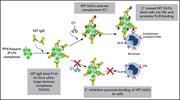 Graphical abstract for: Complement mediates binding and procoagulant effects of ultralarge HIT immune complexes;