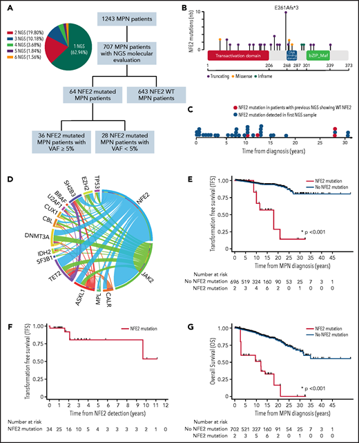 Molecular and prognosis characteristics of NFE2-mutated MPN patients. (A) Flowchart of the study and proportion of patients with sequential NGS analysis. (B) NFE2 mutations positioned on the NFE2 protein sequence with its main functional domains. The y-axis represents the frequency of each mutation. (C) Time of detection of NFE2 mutations during MPN clinical course. (D) Circos plot depicting mutational associations in NFE2-mutated patients and their relative frequency. (E) acute myeloid leukemia / myelodysplastic syndrome (AML/MDS) TFS of NFE2-mutated compared with non–NFE2-mutated MPN patients. (F) AML/MDS TFS of NFE2-mutated MPN patients. (G) Overall Survival (OS) of NFE2-mutated compared with non–NFE2-mutated MPN patients. For OS and Transformation Free Survival (TFS) representation, all patients started in the non–NFE2-mutated group and populated the NFE2-mutated group after NFE2 mutation identification. These analyses only included the 707 MPN patients in whom NFE2 mutational status was available.