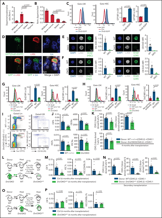 D2-type dopamine receptors cell-autonomously regulate HSC maintenance. (A) Normalized ratio (normalized to 1) of dopamine/noradrenaline in extracellular fluid from midbrain, BM, spleen, and thymus by ELISA (n = 4 for each tissue). The P values were calculated using analysis of variance (ANOVA). (B) Normalized dopamine level in extracellular fluid of midbrain, BM, spleen, and thymus by ELISA (n = 4). The P values were calculated using ANOVA. (C) Representative FACS graphs and quantification of GFP expression in LSK cells and HSCs from littermate control or Drd2-EGFP transgenic mice (n = 4). The P value was calculated using the Student t test. (D) Representative confocal images showing GFP expression in Lin− c-Kit+ HSPCs in adult bone sections from Drd2-EGFP mice. Confocal images showing Drd2 (E) and Drd3 (F) expression in FACS-sorted HSCs (left panels) and LSK cells (right panels) from WT or Drd-DKO (DKO) mice. Quantification of Drd2 or Drd3 normalized mean fluorescent intensity (nMFI). Mean fluorescent intensity (MFI) for WT cells is normalized to 1. For Drd2, WT HSC = 19, DKO HSC = 39, WT LSK = 33, and DKO LSK = 33. For Drd3, WT HSC = 18, DKO HSC = 21, WT LSK = 25, and DKO LSK = 25. Representative FACS graphs showing Drd2 (G) and Drd3 (H) expression in WT and Drd-DKO LSK cells and HSCs. MFI is normalized to the WT sample without primary antibody (n = 3); WT = 6, Drd-DKO = 6. (I) Representative FACS plots of LSK cells and HSCs in Drd-DKO and WT control mice. Numbers in the boxed areas represent the percentage of the corresponding cell population. (J) Quantification of the percentages of LSK cells (upper panels) and HSCs (lower panels) in BM (WT = 14; Drd-DKO = 14). The P value was calculated using the Student t test. (K) Quantification of donor-derived (CD45.2) B lymphocytes, T lymphocytes, and myeloid cells in competitive repopulating experiments (WT = 14; Drd-DKO = 14). A total of 5 × 105 CD45.2 (WT or Drd-DKO) BM cells were mixed with 5 × 105 CD45.1 BM cells, transplanted into lethally irradiated CD45.1 recipients, and analyzed 16 weeks later. The P value was calculated using the Student t test. (L) Diagram depicting transplantation of WT or Drd-DKO LSK cells into lethally irradiated WT mice. (M) Percentages of LSK cells (left panel), HSCs (middle panel), and CD49b− HSCs (right panel) in hematopoietic-specific chimeric WT (n = 11) or Drd-DKOΔHC (n = 8) BM from mice in panel L at 6 months after transplantation. The P value was calculated using the Student t test. (N) Quantification of donor-derived (CD45.2) cells in secondary competitive transplantation experiments (WT donor BM = 9; Drd-DKOΔHC donor BM = 12). The P value was calculated using the Student t test. (O) Schematic diagram depicting transplantation of WT LSK cells into lethally irradiated WT or Drd-DKO recipients. (P) Percentages of LSK cells (left panel), HSCs (middle panel), and CD49b− HSCs (right panel) from chimeric mice in panel O at 6 months after transplantation. The P value was calculated using the Student t test. WT = 11; Drd-DKOΔSC = 7. APC, allophycocyanin; Ctrl, control; Fig.S2L, supplemental Figure 2L; Fig.S2M, supplemental Figure 2M; FITC, fluorescein isothiocyanate; PE, phycoerythrin.