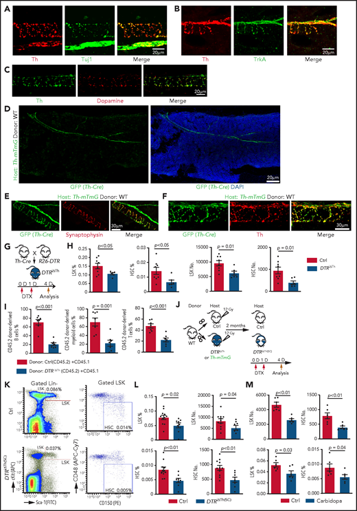 Blockade of dopamine synthesis impairs HSC maintenance. Representative confocal images showing expression pattern of endogenous Th protein in combination with Tuj1 (A) and TrkA (B) in WT BM. (C) Immunostaining showing distribution of dopamine and its colocalization with Th in BM. (D) Tile-scan image showing Th-Cre–driven GFP expression in Th-mTmG recipient BM. Colocalization of Th-Cre–driven GFP with neuronal presynaptic marker synaptophysin (E) and Th protein (F) in Th-mTmG recipients. (G) Diagram depicting genetic strategy for Th+ cell ablation after DTX administration. (H) Quantification of the percentages and numbers of LSK cells and HSCs in BM of DTRiΔTh (Cre+/T flox+/f; n = 6) and control (Cre+/+ flox+/f; n = 8) mice. The P value was calculated using the Student t test. (I) Quantification of donor-derived (CD45.2) B lymphocytes, T lymphocytes, and myeloid cells in competitive repopulating assay. A total of 5 × 105 CD45.2 (Ctrl or DTRiΔTh) BM cells mixed with 5 × 105 CD45.1 BM cells were transplanted into lethally irradiated CD45.1 recipients, which were analyzed 16 weeks later. Ctrl = 7; DTRiΔTh = 7. The P value was calculated using the Student t test. (J) Schematic diagram depicting WT BM transplantation into DTRiΔTh and control mice. DTX injection and HSC analysis were done 2 months after transplantation. Th-mTmG reporter mice were analyzed without toxin injection. (K) Representative FACS plots of LSK cells and HSCs in control and DTRiΔTh(SC) recipients after DTX administration. Numbers represent the percentages of the indicated cell populations in BM. (L) Quantification of the percentages (left panels) and numbers (right panels) of LSK cells and HSCs in control (n = 11) and DTRiΔTh(SC) (n = 8) recipient BM. The P value was calculated using the Student t test. (M) Quantification of the numbers and percentages of LSK cells and HSCs in BM from vehicle-injected (n = 6) or carbidopa-injected (n = 6) WT mice. The P value was calculated using the Student t test. APC, allophycocyanin; Ctrl, control; FITC, fluorescein isothiocyanate; PE, phycoerythrin.