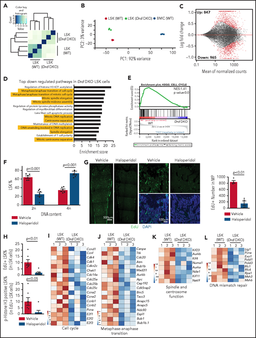 D2-type dopamine receptors regulate the transcription profile and cell cycle status of LSK cells. Unsupervised clustering (A) and principal components analysis (B) of RNA-seq results from Drd-DKO and WT LSK cells. (C) Bland-Altman plot showing 847 upregulated and 965 downregulated genes in Drd-DKO LSK cells relative to control at P <0.05 significance level. Red dots indicate differentially expressed genes. (D) Gene ontology analysis indicating the top downregulated pathways in Drd-DKO LSK cells. The yellow highlighting denotes cell cycle and mitosis-related pathways. (E) KEGG analysis indicating downregulation of the cell cycle pathway in Drd-DKO LSK cells. (F) Percentage of LSK cells with diploid (2n) or tetraploid (4n) DNA content after treatment with vehicle (n = 6) or haloperidol (n = 6). The P value was calculated using the Student t test. (G) Maximum intensity projections showing EdU incorporation in sections of distal long bone and, at higher magnification, in metaphysis after haloperidol treatment (left panels). Quantification of the number of EdU+ cells in metaphysis (area = 1 mm2) (right panel). Vehicle = 4; haloperidol = 4. (H) FACS-based quantification of EdU+ LSK cells and p-Histone H3+ EdU+ LSK cells after haloperidol treatment. The P value was calculated using the Student t test. Vehicle = 7; haloperidol = 7. Heat map of selected cell cycle (I), metaphase-anaphase transition (J), spindle/centrosome function (K), and DNA mismatch repair–related genes (L) in Drd-DKO and WT LSK cells.