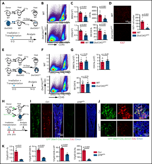 D2-type dopamine receptors regulate BM transplantation efficiency. (A) Diagram depicting the transplantation of WT or Drd-DKO LSK cells into lethally irradiated WT mice. (B) Pseudocolor FACS plot of CD45+ leukocytes in recipient BM, analyzed 14 days after transplantation. Numbers in rectangles represent the percentages of gated cells. (C) Quantification of BMNCs, LSK cells, and CD45+ cells (WT = 11; Drd-DKOΔHC = 13). The P value was calculated using the Student t test. (D) Confocal image of Ki67 staining in bone sections from recipients transplanted with WT or Drd-DKO cells (left panels). Quantification of Ki67+ cell number in each image field (right panel; WT = 6; Drd-DKOΔHC = 6). The P value was calculated using the Student t test. (E) Diagram depicting transplantation of LSK cells from WT mice into lethally irradiated WT or Drd-DKO recipients. (F) Representative FACS plot of CD45+ leukocytes in WT or Drd-DKOΔSC. Numbers in boxed areas represent the percentage of cells in the BM. (G) Quantification of BMNC and CD45+ cell number in WT (n = 8) or Drd-DKOΔSC (n = 9) recipients. The P value was calculated using the Student t test. (H) Scheme illustrating the lethal irradiation (12 Gy) of DTRiΔTh and littermate controls and transplantation of genetically labeled (GFP+) Lin− HSPCs from Vav1-Cre Rosa26-mTmG donors (day 0) and treatment with DTX on days 0 and 1. Following EdU injection at day 4, mice were euthanized 1 hour later for immunostaining and FACS analysis. (I) Overview of bone sections from DTRiΔTh or littermate control mice after lethal irradiation and transplantation of GFP-labeled donor cells. Green, donor-derived hematopoietic cells; red, EdU; blue, Emcn. (J) Representative confocal images of bone sections showing GFP+ cells (green), Emcn+ endothelial cells (blue), and EdU incorporation (red) in DTRiΔTh (lower panels) or littermate control (upper panels) mice. (K) Percentage of donor-derived GFP+ and GFP+ CD45+ cells by FACS (Ctrl = 6; DTRiΔTh = 6). Quantification of EdU+ cells in each field by imaging (Ctrl = 5; DTRiΔTh = 5). The P value was calculated using the Student t test. 1h, 1 hour; 12Gy4D, 4 days after lethal irradiation at 12Gy; Ctrl, control; D, day; SSC, side scatter.