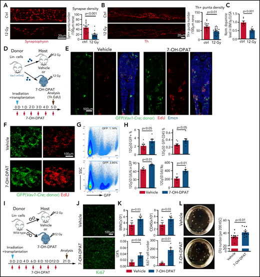 The D2-type receptor agonist 7-OH-DPAT promotes BM transplantation efficiency. Representative confocal images showing synaptophysin (A) and Th. The P value was calculated using the Student t test. (B) immunosignal in control (Ctrl) and irradiated BM at 7 days after 12 Gy irradiation. Quantification of the synaptophysin+ and Th+ puncta per length nerve. Ctrl = 16 slices from 3 mice; 12 Gy = 16 slices from 3 mice. (C) ELISA of dopamine levels in flushed BM extracellular fluid in control (ctrl) femur (n = 7) or 7 days after lethal irradiation (12 Gy) (n = 8). The P value was calculated using the Student t test. (D) Transplantation of Lin− cells from Vav1-Cre Rosa26-mTmG mice into 7-OH-DPAT–treated (short regimen, as indicated) or vehicle control mice after lethal irradiation. (E) Overview of bone sections from 7-OH-DPAT–treated or control mice after lethal irradiation and transplantation of GFP-labeled donor cells. (F) Representative confocal images showing GFP+ donor cells (green) and EdU incorporation (red) in sections from vehicle- and 7-OH-DPAT–treated long bone at 5 days after lethal irradiation and transplantation. (G) Representative FACS plot of GFP+ cells in irradiated and transplanted mice treated with vehicle or 7-OH-DPAT. (H) Quantification of the percentages of GFP+ cells and donor-derived CD45+ cells in BM by FACS (vehicle = 9; 7-OH-DPAT = 8). Quantification of EdU+ cells by imaging (vehicle = 5; 7-OH-DPAT = 5). The P value was calculated using the Student t test. (I) Schematic depiction of the transplantation of Lin− cells into 7-OH-DPAT–treated or vehicle control recipients (long treatment regimen) at day 21 after lethal irradiation. (J) Confocal images showing Ki67+ signal in bone sections from recipients treated with vehicle or 7-OH-DPAT. (K) Quantification of the numbers of BMNCs and CD45+ cells and the percentages of LSK cells (vehicle = 7; 7-OH-DPAT = 8). The P value was calculated using the Student t test. Quantification of Ki67+ cell number in each image field in panel J (vehicle = 4; 7-OH-DPAT = 5). (L) Representative images (dish at day 8 after seeding) (left panels) and quantification of CFU from 200 HSCs isolated from WT mice (right panel). 7-OH-DPAT or vehicle was added to MethoCult medium (vehicle = 12; 7-OH-DPAT = 12). The P value was calculated using the Student t test. 1h, 1 hour; D, day; SSC, scatter.