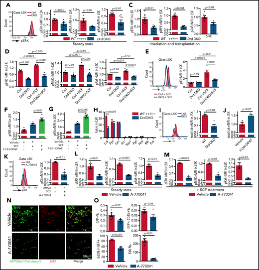 Dopamine regulates SCF/ERK signaling and Lck expression. (A) Representative line graph showing pERK in unstimulated Drd-DKO and control (Ctrl) LSK cells. (B) Normalized mean fluorescent intensity (nMFI) of ERK pathway protein phosphorylation in steady-state WT (n = 4-8) or Drd-DKO (n = 4-8) LSK cells. The P value was calculated using the Student t test. (C) ERK pathway phosphorylation in LSK cells from lethally irradiated mice at 14 days after transplantation with WT (n = 8) or Drd-DKO (n = 6) donor LSK cells. The P value was calculated using the Student t test. (D) ERK pathway phosphorylation in WT (n = 5-8) or Drd-DKO (n = 5-8) LSK cells with or without SCF treatment. The P values were calculated using analysis of variance (ANOVA). (E) Representative FACS line graphs showing flow cytometric analysis of c-Kit phosphorylation in Drd-DKO LSK cells and their controls. Normalized MFI of pKit in WT (n = 5) and Drd-DKO (n = 5) LSK cells with or without SCF treatment. The P values were calculated using ANOVA. nMFI of pERK (F) and pKit (G) in vehicle-treated (n = 5), SCF-stimulated vehicle-treated (n = 5), or SCF-stimulated 7-OH-DPAT–treated (n = 5) LSK cells. (H) Fragments per kilobase of transcript per million mapped reads (Fpkm) for transcripts encoding SFKs in WT and Drd-DKO LSK cells (n = 3 each). The P value was calculated using the Student t test. (I) Representative flow cytometric line graph of Lck protein in WT and Drd-DKO LSK cells (left panel). nMFI of total Lck under steady-state in WT (n = 4) and Drd-DKO (n = 4) LSK cells (right panel). (J) nMFI of total Lck in vehicle control–treated (n = 4) or 7-OH-DPAT–treated (n = 4) LSK cells. (K) Representative FACS line graph showing flow cytometric analysis of c-Kit phosphorylation in Lck inhibitor A-770041–treated LSK cells and their controls (left panel). nMFI of pKit in SCF-stimulated vehicle-treated (n = 4) or SCF-stimulated A-770041–treated (n = 4) LSK cells (right panel). ERK pathway protein phosphorylation in vehicle control (n = 3-4) or Lck inhibitor A-770041 (n = 3-4) treated LSK cells (L) and after SCF stimulation together with vehicle (n = 3-4) or A-770041 (n = 3-4) (M) The P value was calculated using the Student t test. (N) GFP+ cells (green) from Vav1-Cre Rosa26-mTmG donors and EdU incorporation (red) in sections from vehicle- or A-770041–treated long bone at 3 days after lethal irradiation and transplantation with Lin− cells. (O) Flow cytometric quantification of GFP+ cells and donor-derived CD45+ cells in BM (vehicle = 4; A-770041 = 4; upper panels). Quantification of the number and percentages of EdU+ cells in GFP+ donor cells by imaging (vehicle = 4; A-770041 = 4; lower panels). The P value was calculated using the Student t test.