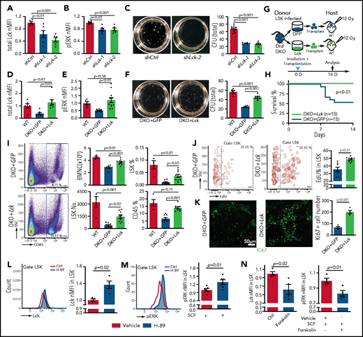 Lck overexpression rescues Drd-DKO HSPC defects. Lck protein expression (A) and pERK (B) in LSK cells infected with shCtrl (control shRNA) or shLck (n = 6 per group). (C) Representative images and quantification of total CFU from LSK cells infected with shCtrl (n = 10), shLck-1 (n = 5), or shLck-2 (n = 6). Lck protein expression (D) and pERK (E) in Drd-DKO LSK cells infected with GFP or Lck virus normalized to uninfected WT LSK cells. Total Lck, n = 6-7; pERK, n = 6-10. (F) Representative images and quantification of total CFU from Drd-DKO LSK cells infected with GFP (n = 8) or Lck virus (n = 8) relative to uninfected WT LSK cells (n = 6). (G) Scheme of Drd-DKO LSK cell infection and transplantation into lethally irradiated WT mice. (H) Survival curves after transplantation with Drd-DKO LSK cells infected with GFP (n = 15) or Lck virus (n = 15). Log-rank (Mantel-Cox) test was used to calculate the P value. (I) Representative pseudocolor plot of the percentage of CD45+ cells in BM from lethally irradiated mice transplanted with DKO+GFP or DKO+Lck LSK cells (left panels). Quantitation of the numbers of BMNCs and LSK cells and the percentages of LSK cells and CD45+ cells in recipients at 14 days after irradiation and transplantation (right panels). WT = 4 mice; GFP = 8 mice; Lck =10 mice. (J) Representative plots (left and middle panels) and quantitation of the percentage (right panel) of EdU+ cells in LSK cells from mice transplanted with DKO+GFP or DKO+Lck LSK cells. GFP = 8 mice; Lck = 10 mice. The P value was calculated using the Student t test. (K) Ki67 staining in bone sections (left and middle panels) and quantitation of Ki67+ cells per image field (GFP = 4; Lck = 4; right panel) from recipients transplanted with DKO+GFP or DKO+Lck LSK cells. The P value was calculated using the Student t test. (L) Representative line graph (left panel) and quantification of normalized mean fluorescent intensity (nMFI; right panel) of total Lck after H-89 treatment ex vivo (Ctrl = 4; H-89 = 4). (M) Representative line graph (left panel) and quantification of nMFI (right panel) of pERK after H-89 treatment together with SCF ex vivo (Ctrl = 6; H-89 = 6). (N) Quantification of nMFI of total Lck (left panel) and of pERK (right) after forskolin treatment together with SCF ex vivo (Ctrl = 4; forskolin = 4). In (A-F,I), the P values were calculated using analysis of variance. Ctrl, control; SSC, side scatter.