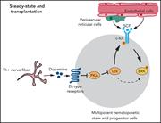 Graphical abstract for: Dopamine signaling regulates hematopoietic stem and progenitor cell function;