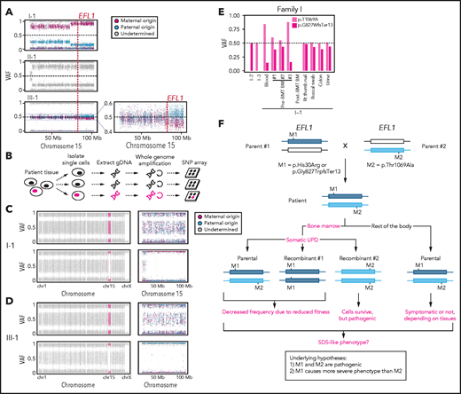 EFL1 variants display somatic mosaicism. (A) All 3 patients demonstrate a partial LOH in chromosome 15, as indicated by the deviation from variant AF (VAF) of 0.5. The variant origin is indicated by red or blue dots; parental samples were not available for II-1. The location of EFL1 is indicated by a red dotted line. (B) Schematic diagram of the single-cell LOH experiment shown in panels C and D, where a red cell symbolizes an LOH-carrying cell. (C-D) Single-cell LOH profiles from I-1 bone marrow (BM) (C) and III-1 buccal swab samples (D); the upper plots denote cells without LOH, and the lower plots represent cells with complete LOH in chromosome 15. The plots on the right show chromosome 15 with the variant origin shown in red or blue dots. (E) VAF of the EFL1 variant in multiple tissue samples from I-1. (F) Genetic process underlying selection of EFL1p.Thr1069Ala cells in the patients. BMT, bone marrow transplantation; gDNA, genomic DNA; SNP, single-nucleotide polymorphism.