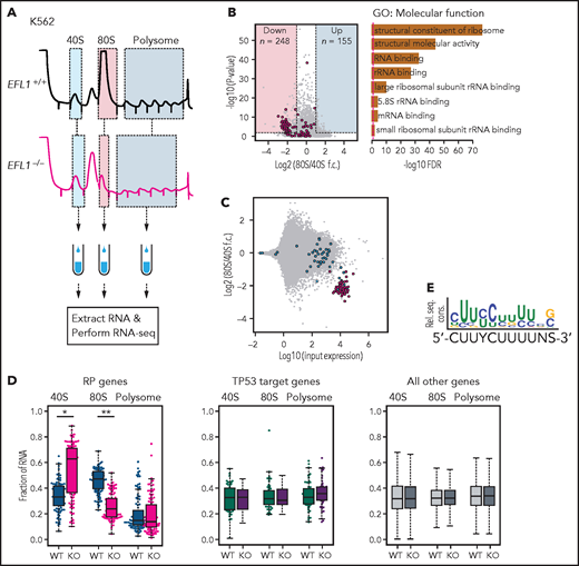 EFL1 is required for ribosomal protein (RP) synthesis. (A) Schematic diagram of the RNA expression analysis from K562 ribosomal fractions. (B) Volcano plot of the genes plotting differential enrichments of wild-type expression vs mutant expression in the 80S fraction compared with the 40S fraction (left). GO analysis of the 248 downregulated genes (right). Red dots depict RP genes (GO:0022625 and GO:0022627; n = 118). (C) Fold changes of 80S-enriched genes normalized by 40S, depicted against transcriptome. Red indicates significantly downregulated RP genes in panel B; blue indicates other RP genes. (D) Fractions of 40S-, 80S-, or polysome-bound RNAs for RP genes (n = 108; left), TP53 target genes (n = 51; middle), and all other genes (n = 11 812; right) are displayed. (E) Consensus sequence profile of downregulated RP gene 5' untranslated regions, deducing a terminal oligopyrimidine (TOP) sequence. *P = 4.7 × 10−14, **P = 1.5 × 10−26 by Wilcoxon signed rank test; all other test P values >0.05. KO, knockout; rel. seq. cons., relative sequence conservation from the MEME run; RNA-seq, RNA sequencing; rRNA, ribosomal RNA; WT, wild type.