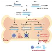 Graphical abstract for: Somatic uniparental disomy mitigates the most damaging <em>EFL1</em> allele combination in Shwachman-Diamond syndrome;
