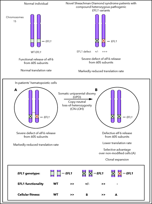 Segmental UPD of EFL1 in SDS: a schematic representation. Normal individual has 2 copies of wild-type (WT) EFL1 alleles (upper left). In the pathological situation (upper right), both EFL1 alleles carry deleterious/pathogenic variants (the X black allele is mildly defective, whereas the X red one is profoundly defective). Uniparental disomy (lower scheme) leads to the substitution of the most deleterious EFL1 allele (red X allele) by the less deleterious one (black X allele), contributing to mitigate the functional consequences of the most severe allele.